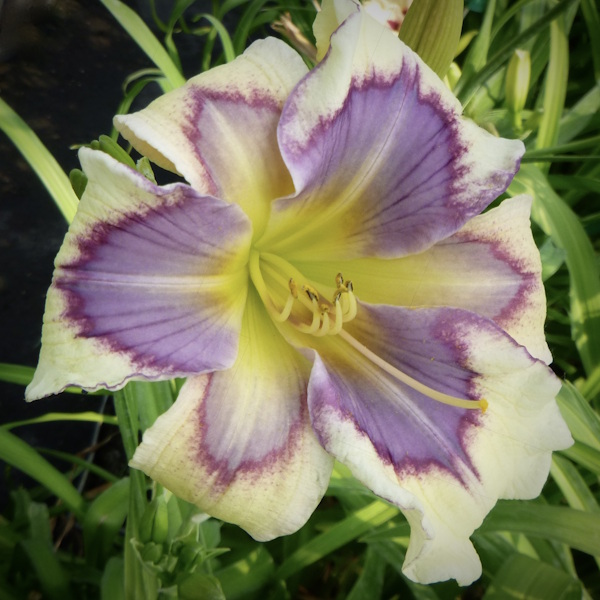 Venetian Violet - 1 Fan